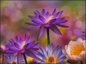 Kwiaty Lili wodnych i lotosu na rozmytym tle
