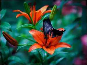 Czarny motyl na kwiatach lilii