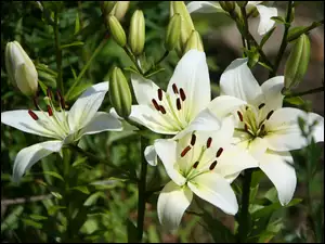 Białe kwiaty lilie z pąkami