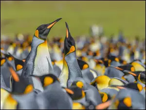 Stado pingwinów