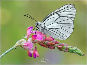 Motyl na kwwiatku