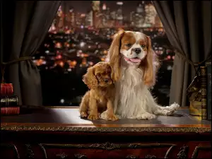 Psy rasy Cavalier King i Cocker Spaniel siedzą na parapecie okiennym