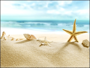 Muszelki i rozgwiazdy ułożone na piasku