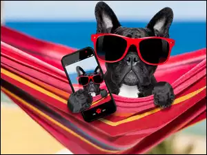 Pies w okularach i z telefonem w hamaku