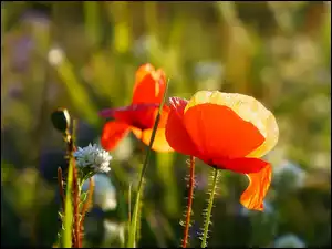 Czerwone kwiaty w promieniach słonecznych