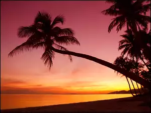Palmy przy plaży w blasku zachodzącego słońca