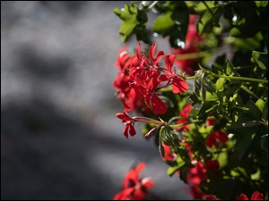 Czerwone kwiaty pelargonii