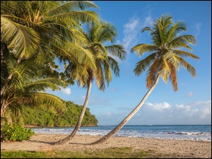 Palmy na tropikalnej morskiej plaży