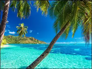 Pochylone palmy nad oceanem w letnich tropikach z łodziami w oddali