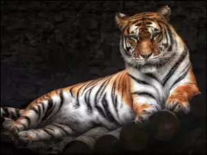 Portret tygrysa