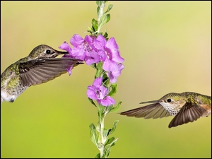 Dwa kolibry przy kwiatach