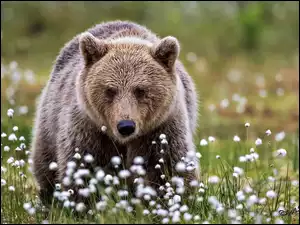 Niedźwiedź na kwiecistej łące