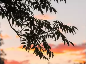 Drzewo w blasku zachodu słońca
