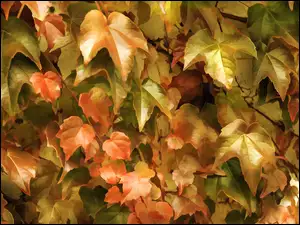 jesienne liście bluszczu w graficznym obrazie