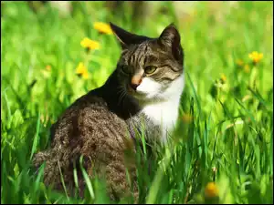 Kotek w zieleni