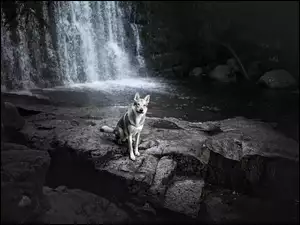 Pies na skale z wodospadem w tle