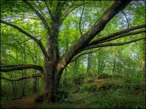Ścieżka w lesie z dużym drzewem