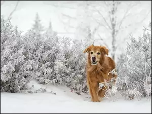 Pies zimową pora w lesie
