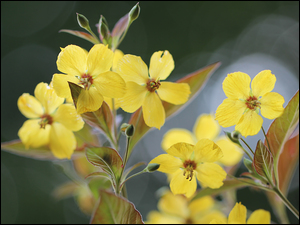 Krzew z żółtymi kwiatami