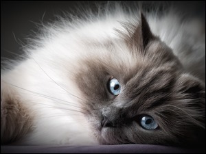 mordka kotka perskiego z niebieskimi oczami