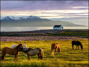 Konie pasące się na łąkach nieopodal wrzosowisk w Islandii