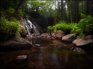 Mały wodospad w lesie spływający do rzeki po kamieniach