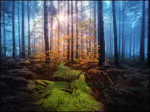 Przebijające światłow lesie z paprociami