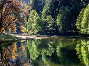 Leśna rzeka w Parku Narodowym Yosemite w Kaliforni