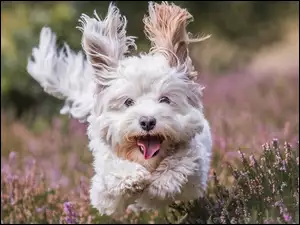 Szczęśliwy pies biegnący przez łąke