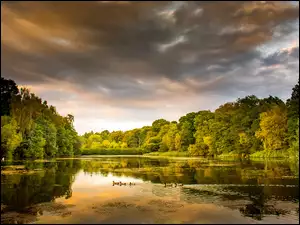 Jezioro z kaczkami między drzewami