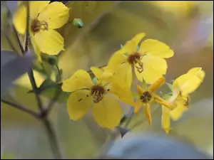 Rozwinięte żółte kwiaty