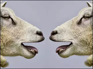 Dwie owce patrzące na siebie
