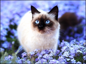 Syjamski kotek z kwiatkami