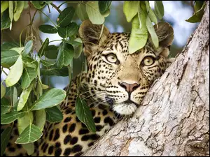 Zapatrzony leopard na drzewie