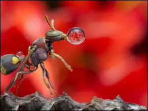 Mrówka z kroplą Makro