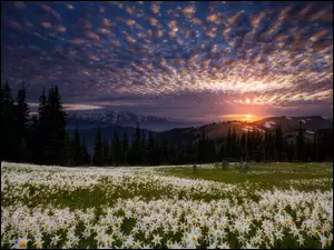 Zachód słońca nad górami i kwitnącymi łąkami