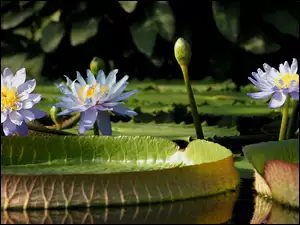 Lilie wodne z pąkami w stawie