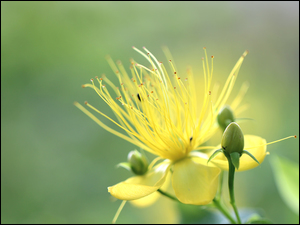 żółtawe pręciki w pąku kwiatka dziurawca