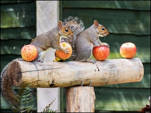 Wiewiórki z jabłkami
