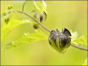 Gałązka z liśćmi w rozmyciu