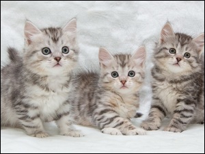 Trzy szare kociaki