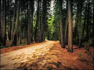 Droga biegnąca przez las