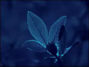 roślina z liśćmi na niebieskim tle