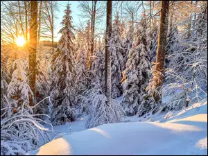 Wschodzące słońce w zaśnieżonym lesie