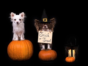 psiaki stojące na dyni z napisem na Święto Halloween