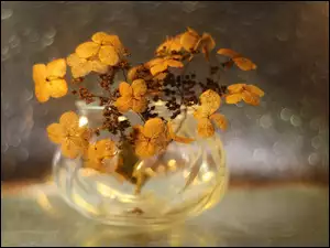 Uschnięta hortensja w szklanym wazoniku