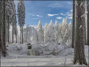 Zima w oszronionym lesie