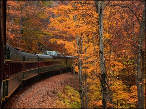 Pociąg w jesiennym lesie