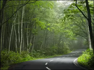 Dwukierunkowa droga przez las