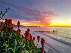 Aloes przy brzegu morza o wschodzie słońca